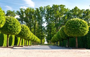 row of large topiary specimen trees in manicured landscape