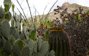 colorful xeriscape garden with cacti and flowers